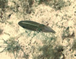 Reef Squid on drift dive in Cozumel by Chuck Plummer 